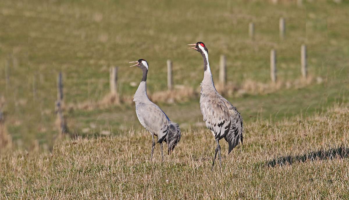 Kranichpaar bei der Balz.  Foto: Michael Tetzlaff