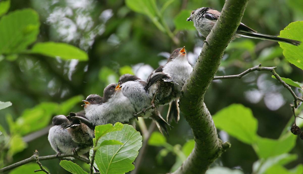 Schwanzmeisen (Aegithalos caudatus), Foto: © imageBROKER.com / FLPA / Bill Baston