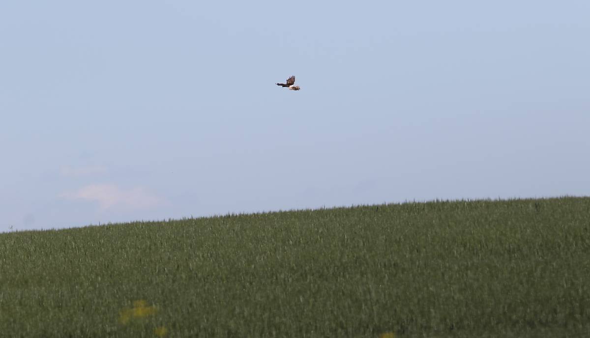 Wiesenweihe im Flug Foto: Simone Müller