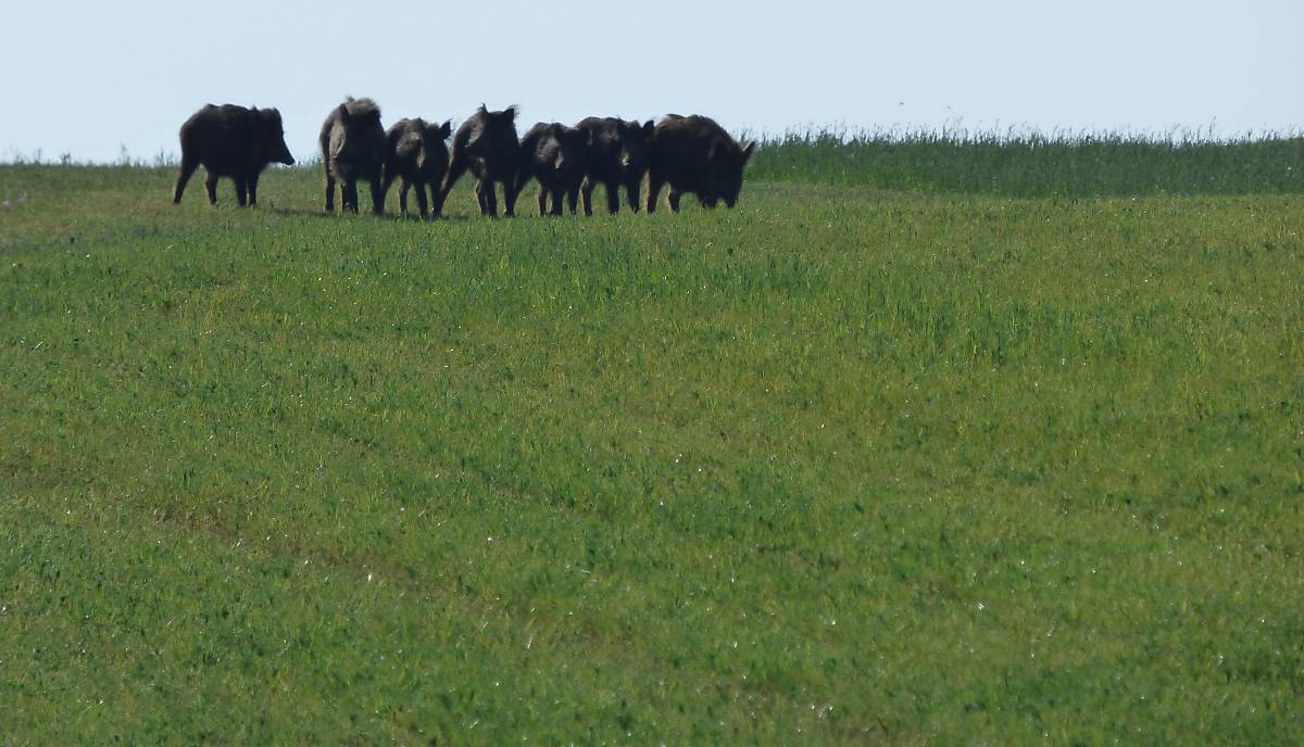 m.tetzlaff-p1000955-klepelshagen-wildschweine