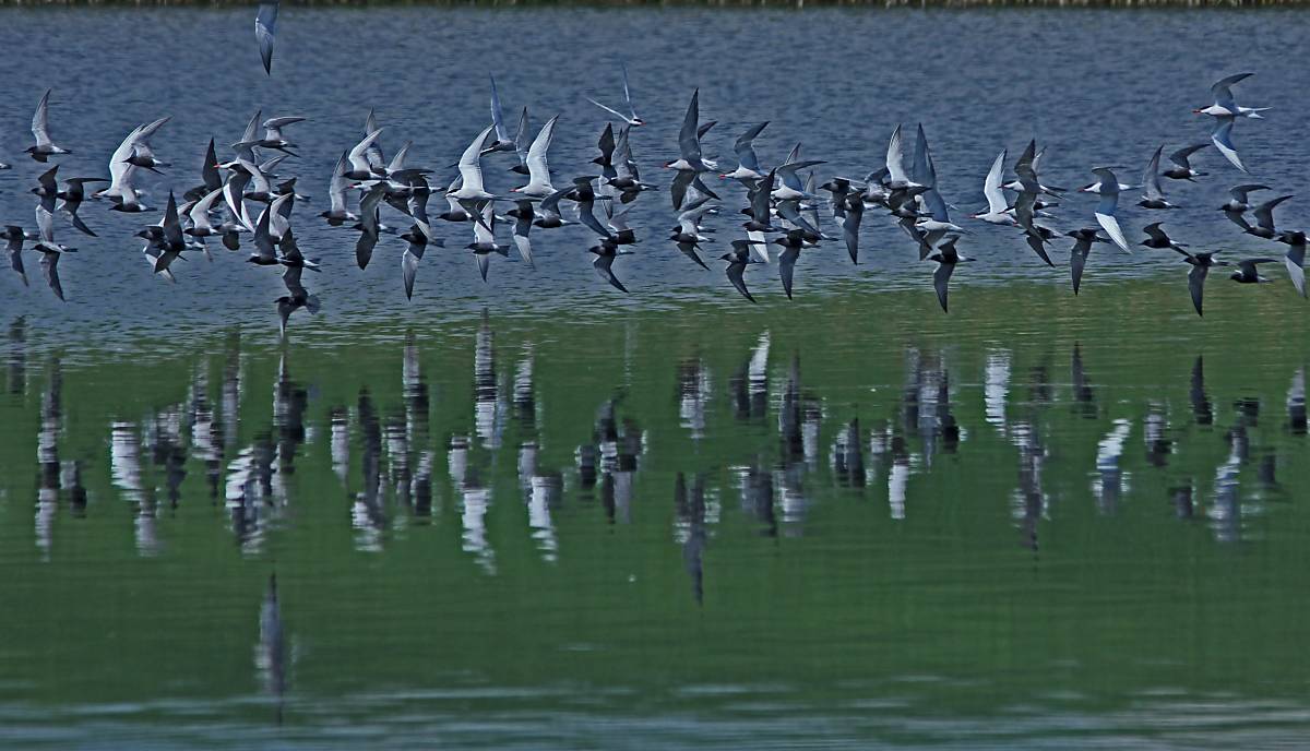 header_trauerseeschwalben-und-lachmoewen-im-flug_michael-tetzlaff