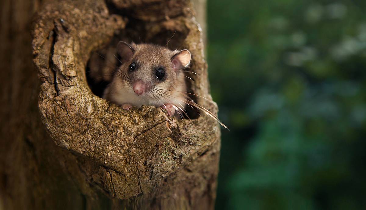 Der Siebenschläfer (Glis glis) - Foto: imageBroker / J. Fieber