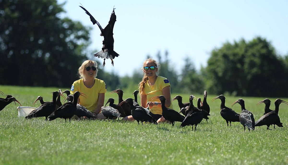 Foto: Waldrappteam Conservation & Research/Schönbrunner Tiergarten