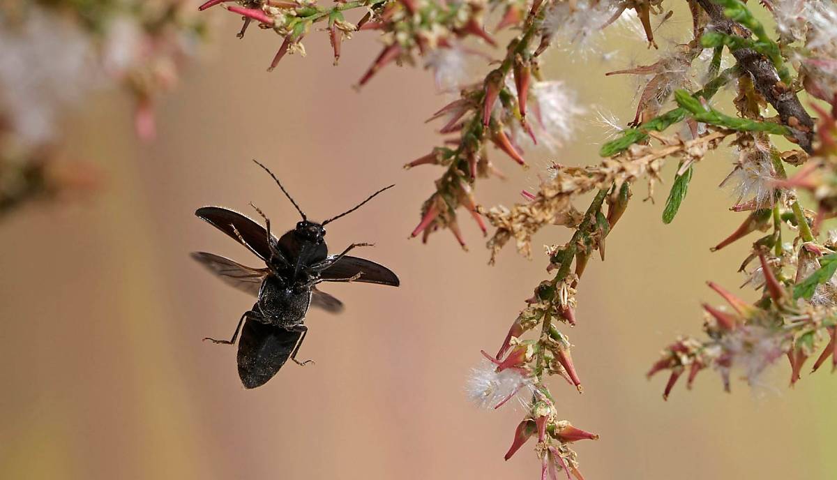 Schnellkäfer (Hemicrepidius niger) - © imageBROKER.com / André Skonieczny