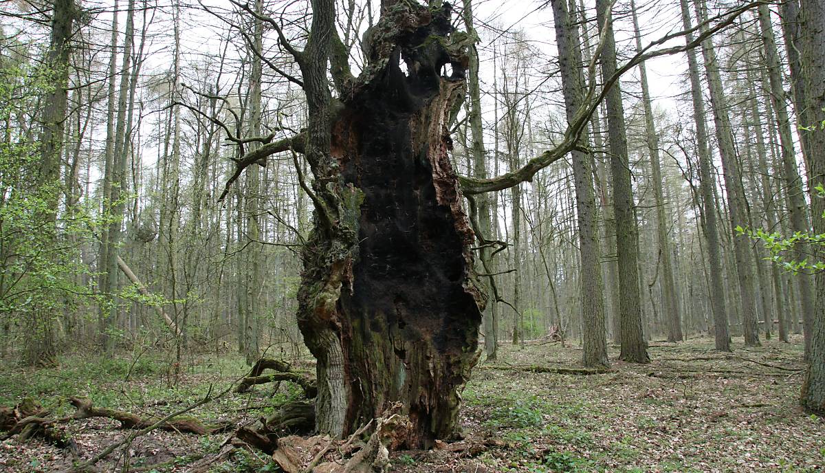 Totholz und alte Bäume, hier in Rechlin, sind für Fledermäuse wichtig (Foto: Deutsche Wildtier Stiftung)