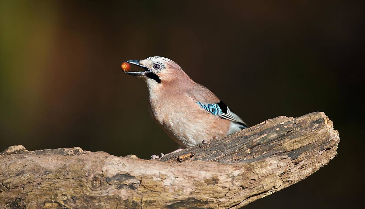 Eichelhäher (Garrulus glandarius), ausgewachsener Vogel mit Eichel im Schnabel, sitzt auf Ast in einem Eichenwald, Norfolk, England, Großbritannien, Europa - Bild-ID: 2157345
© imageBROKER.com / Mike Powles/FLPA