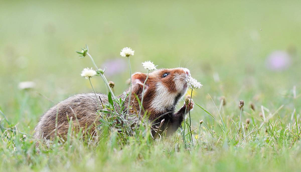 Feldhamster (Cricetus cricetus) schnuppert an einer Pflanze Foto: imageBROKER / Michaela Walch