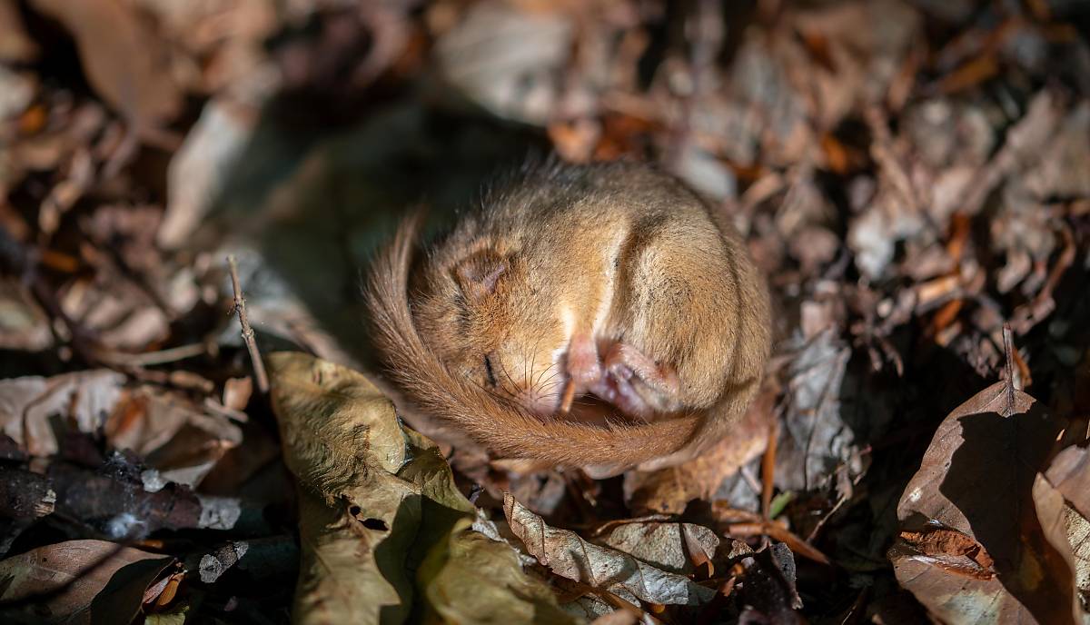 Haselmaus (Muscardinus avellanarius), schläft Foto: © imageBROKER.com / Farina Graßmann