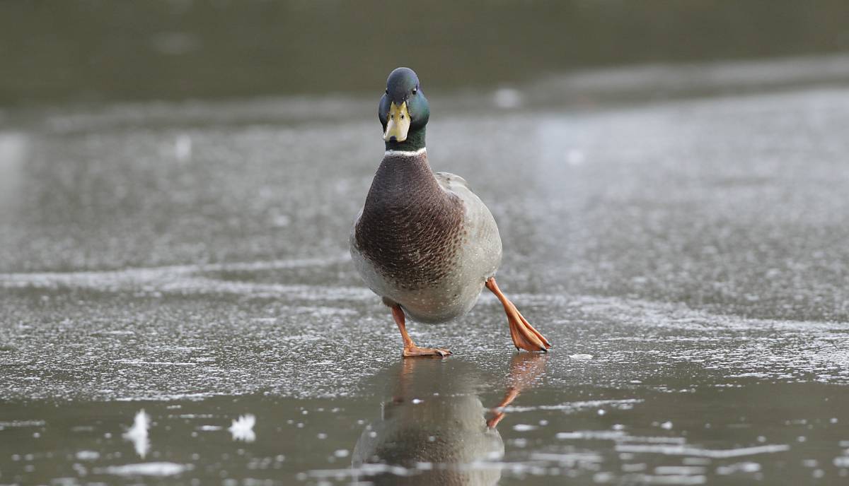 Ente im Winter - Foto: FLPA - Arco Images GmbH