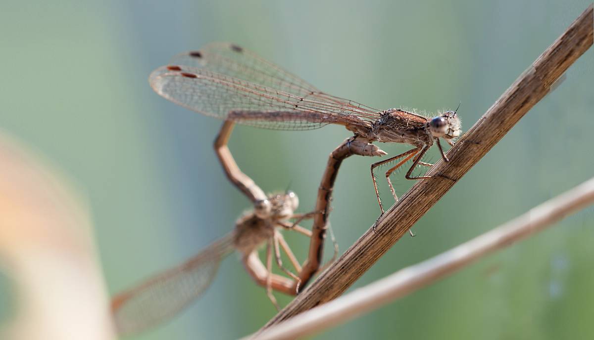 Sibirische Winterlibelle (Sympecma paedisca)
Foto: Dietmar Schulz