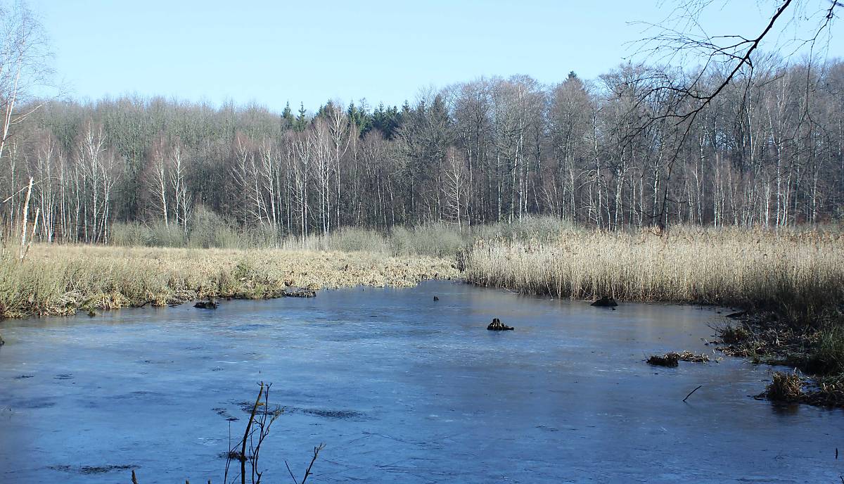 header_waldmoor_michael-tetzlaff