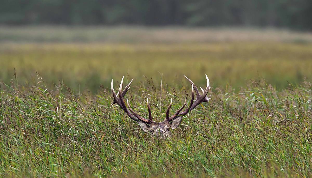 Rothirsch (Cervus elaphus), versteckt im Schilfgras Foto: imageBROKER.com / alimdi / Arterra