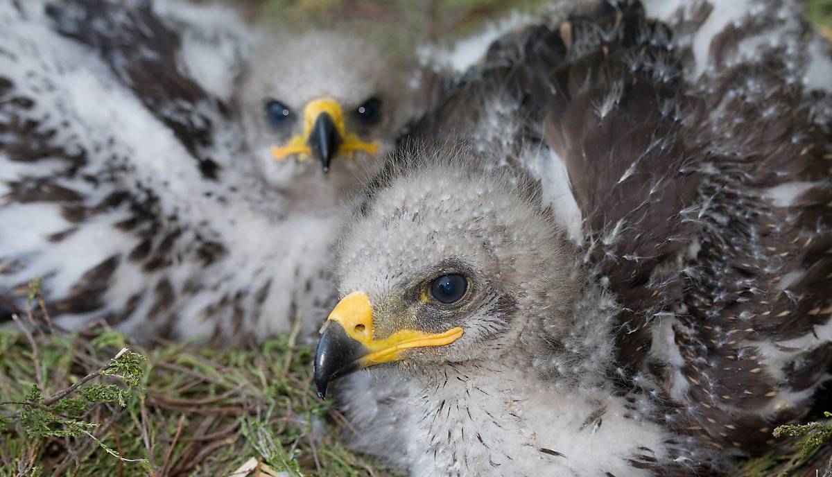 teaser_nestlinge_schreiadler_jan-bleil