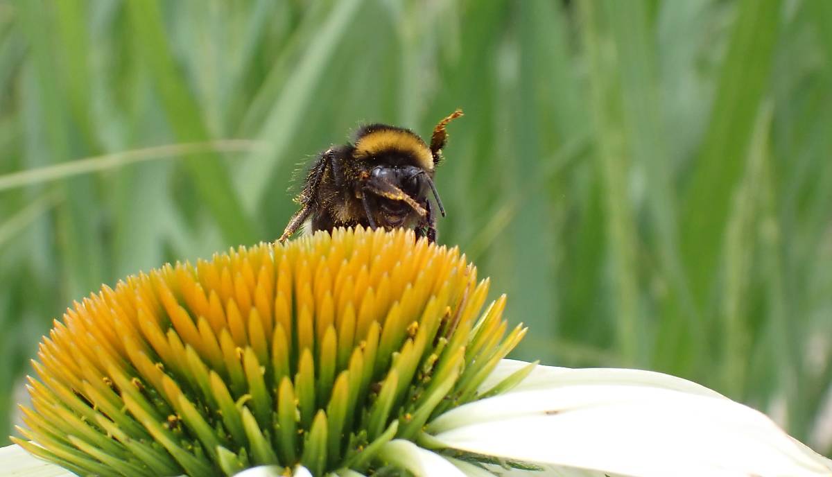 bombus-terrestris-2207-beelitz-fh-25