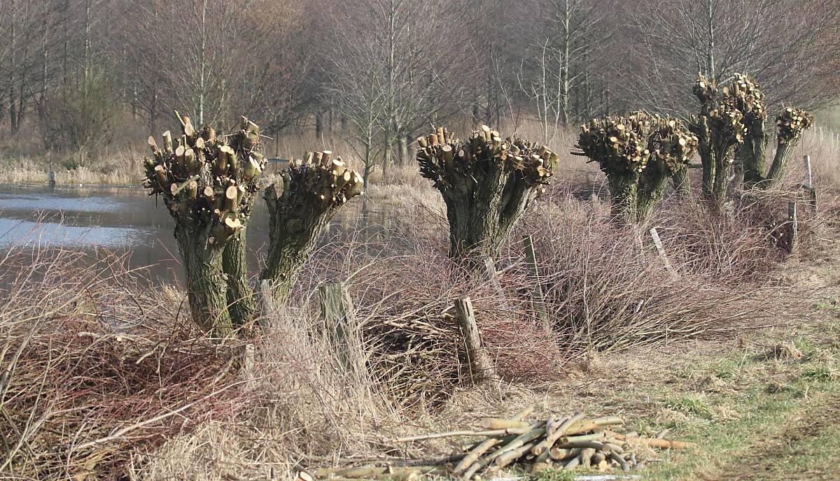 Junge Kopfweiden nach dem Schnitt. Der Gehölzschnitt wird als Benjeshecke aufgeschichtet. Foto: Michael Tetzlaff