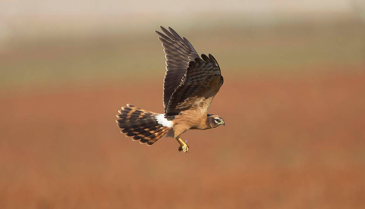 Wiesenweihe im Flug Foto: imageBROKER.com / Ardea / George Reszeter