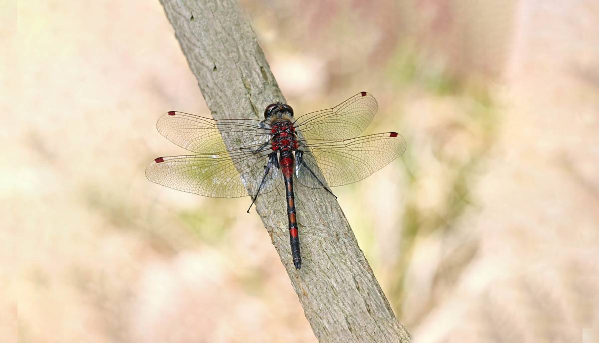 Nordische Moosjungfer (*Leucorrhinia rubicunda*) Foto: Andreas Hein
