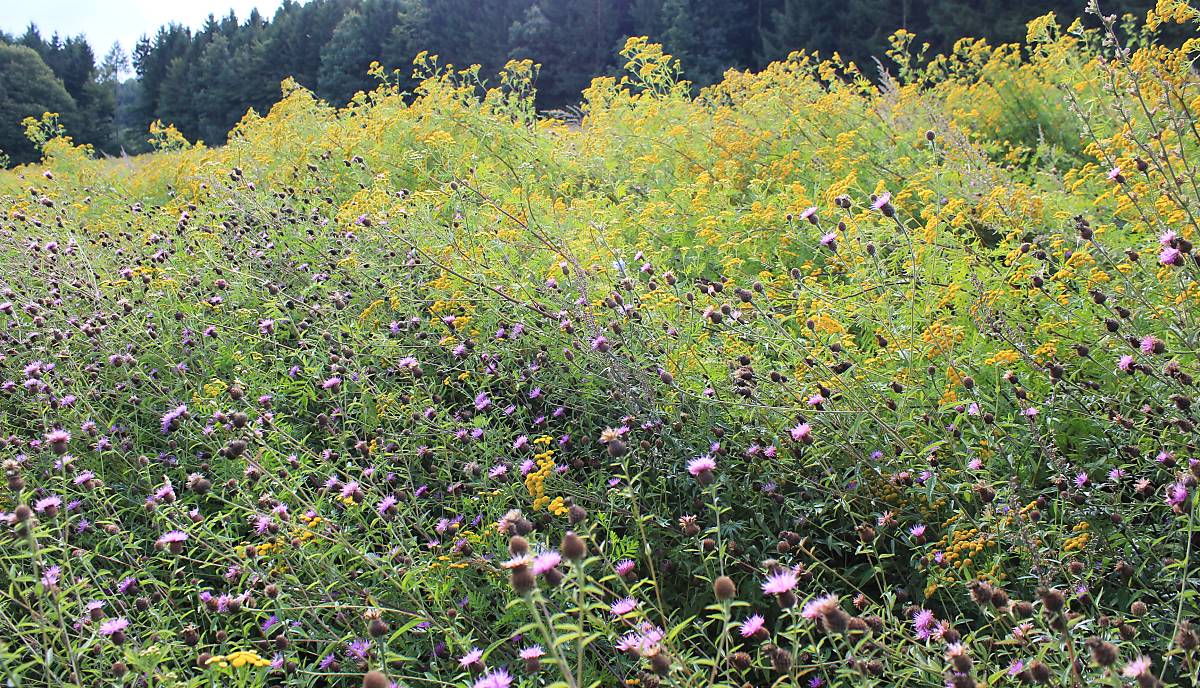 werner-kuhn___img_3429_bunte-biomasse-wildblumen-landwirtschaft