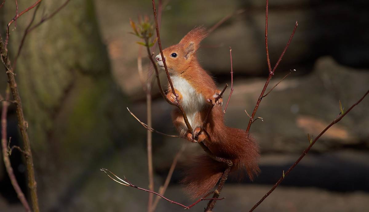 Eichhörnchen Foto: R. Ziemens