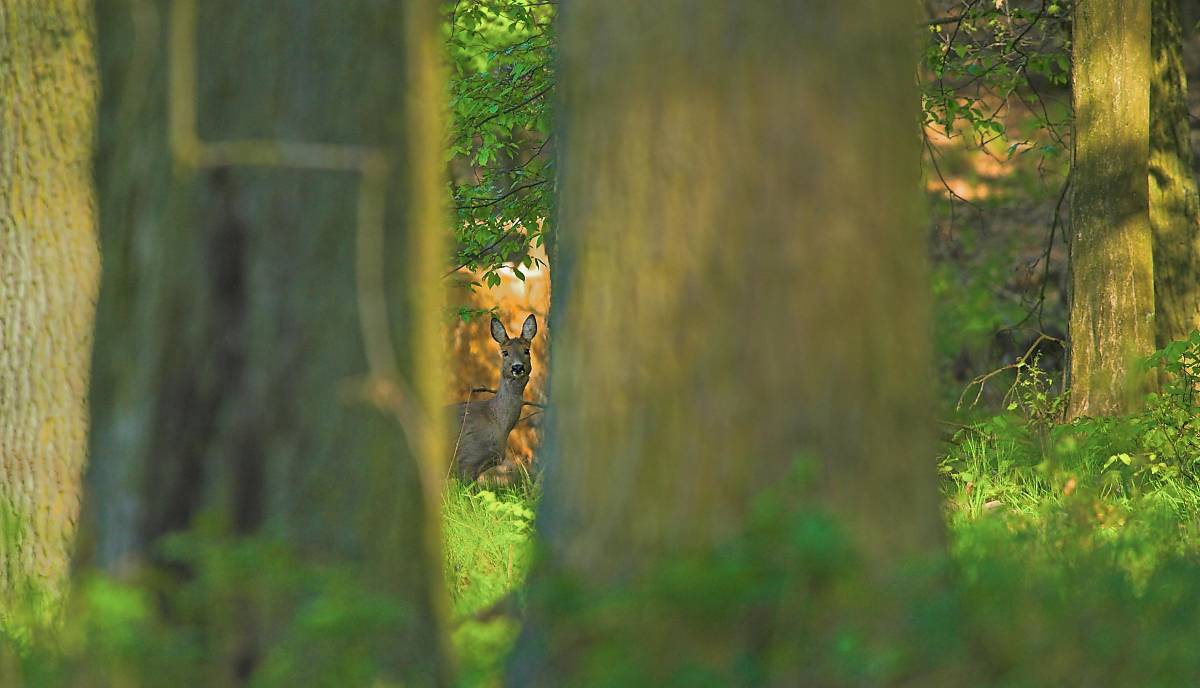 Rehwild - Foto: R. Ziemens