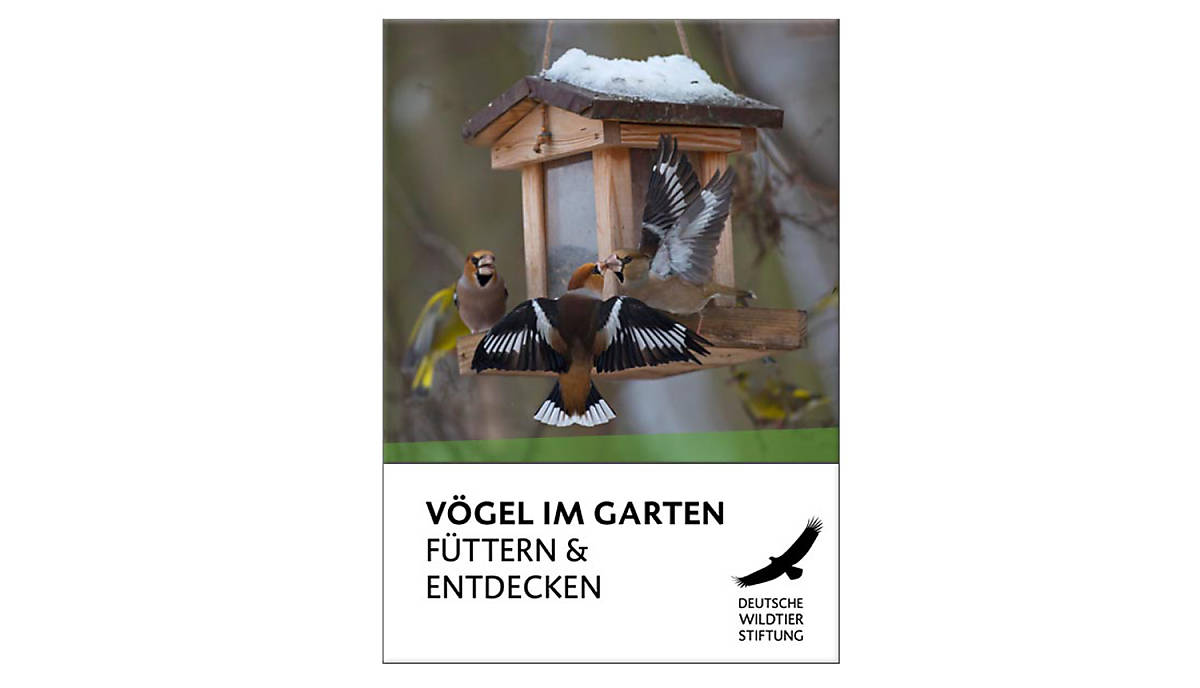 cover-voegel-im-garten-fuettern-und-entdecken