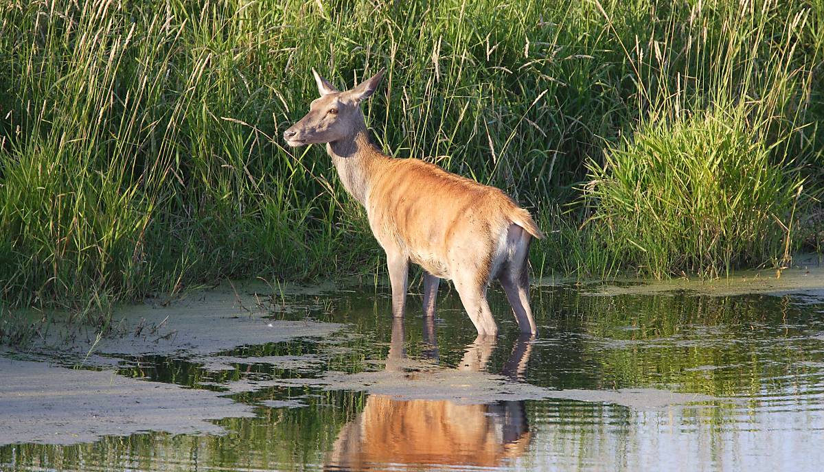 Rothirsch im Wasser – Foto: Thomas Martin