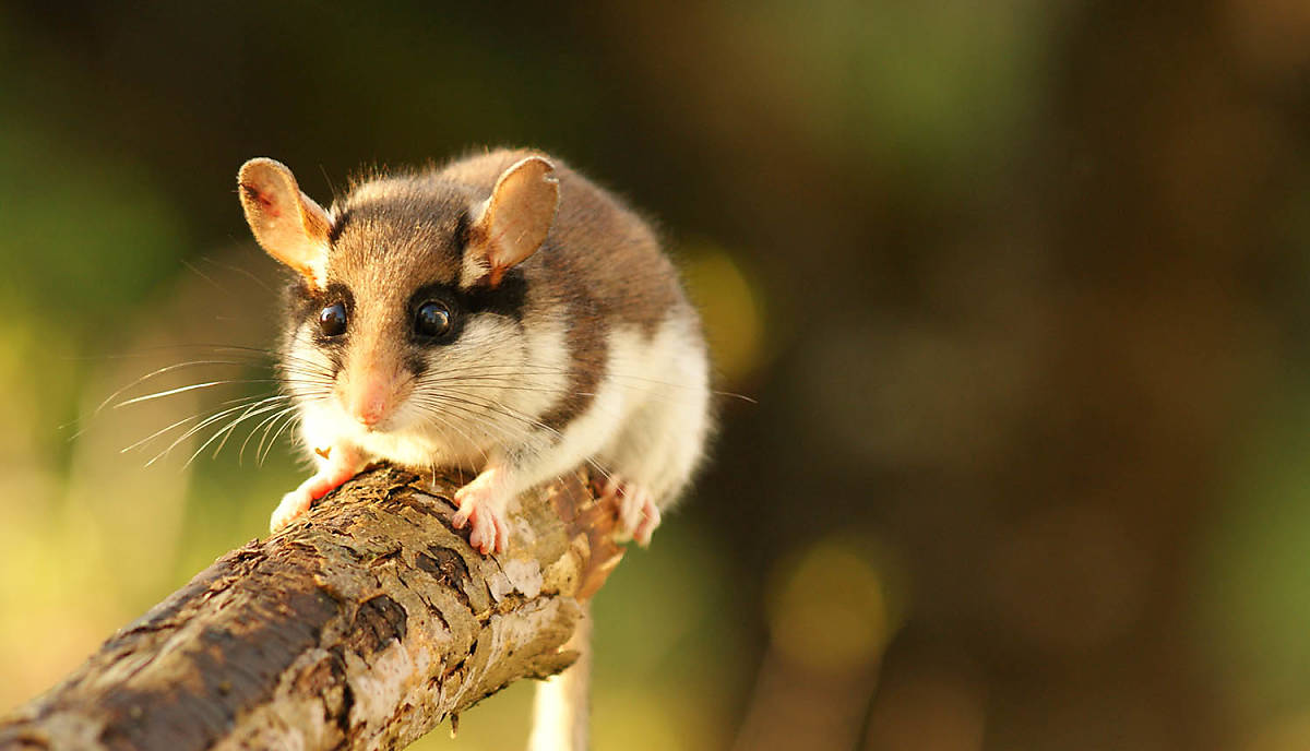 fuer-den-schutz-der-wildtiere-spenden-gartenschlaefer