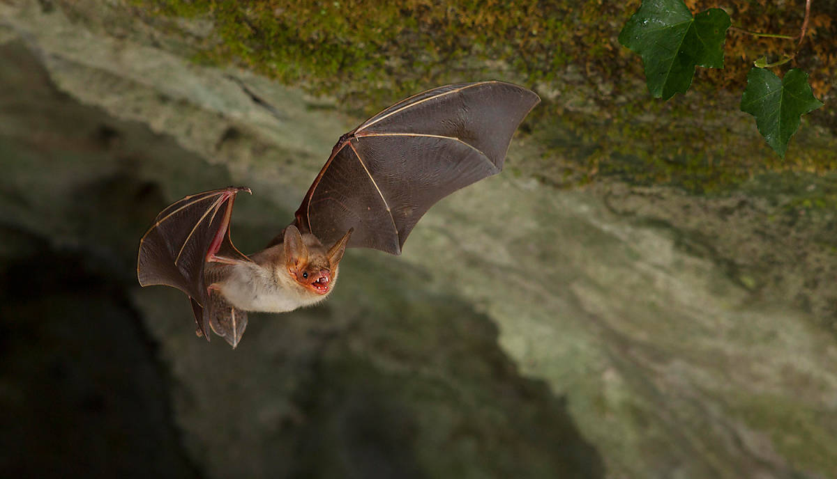 Fledermaus im Flug