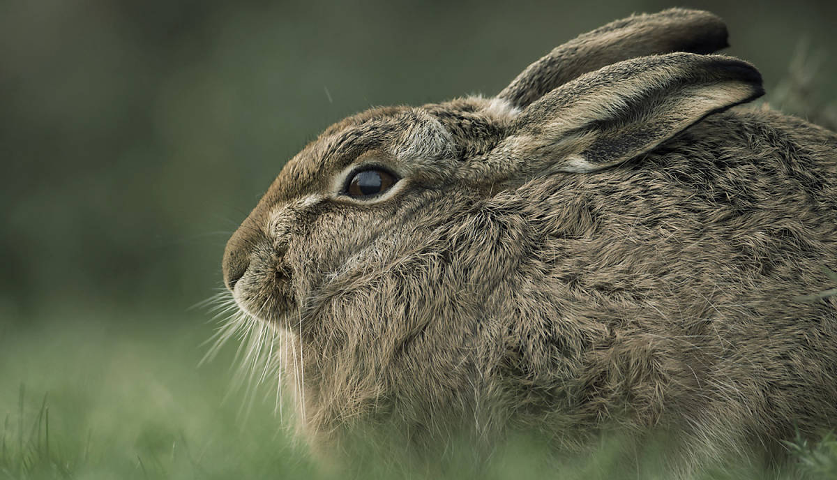 fuer-den-schutz-der-wildtiere-spenden-feldhase