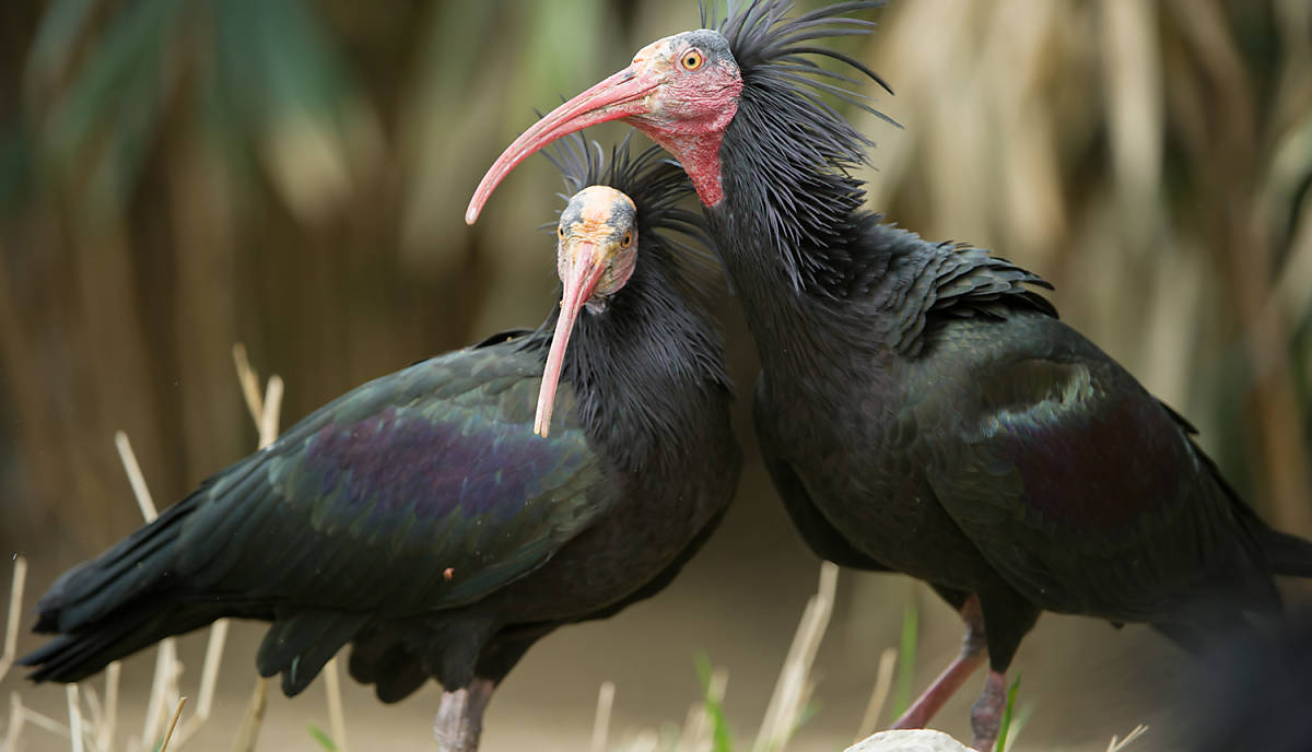 fuer-den-schutz-der-wildtiere-spenden-waldrapp