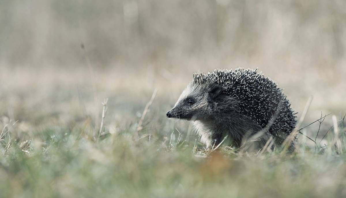 ratgeber-erste-wildtier-hilfe_ratgeber_erste-wildtier-hilfe_teaser_l