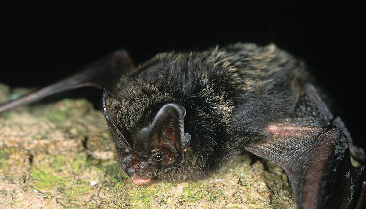 naturschutz-fledermaeuse-gefaehrdete-flugakrobaten_mopsfledermaus_foto_flpahugh-clark