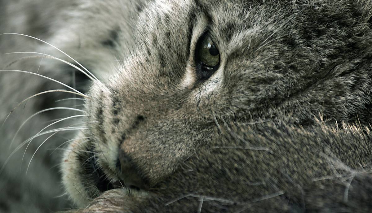 Ein Luchs im Pfälzerwald