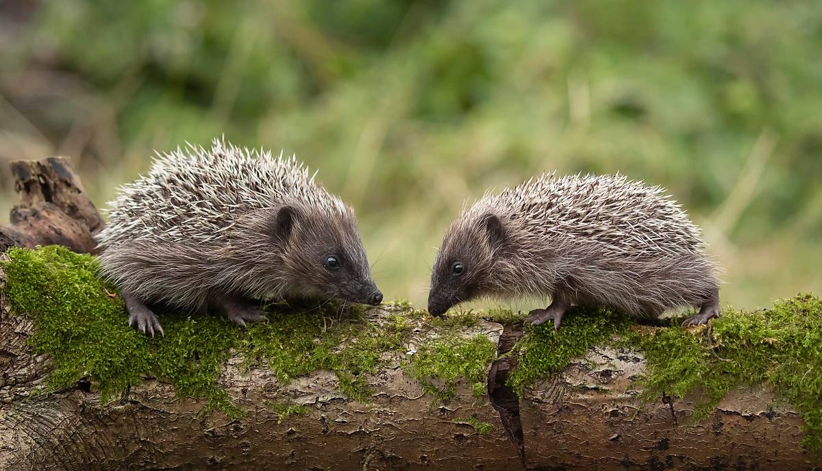 Zwei Igel Foto: imageBroker.com/Kevin Sawford