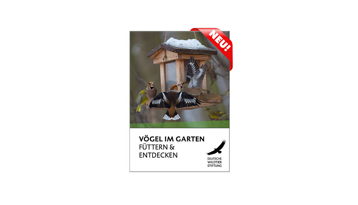 blogbeitrag_cover-neu-gross-voegel-im-garten-fuettern-und-entdecken-2