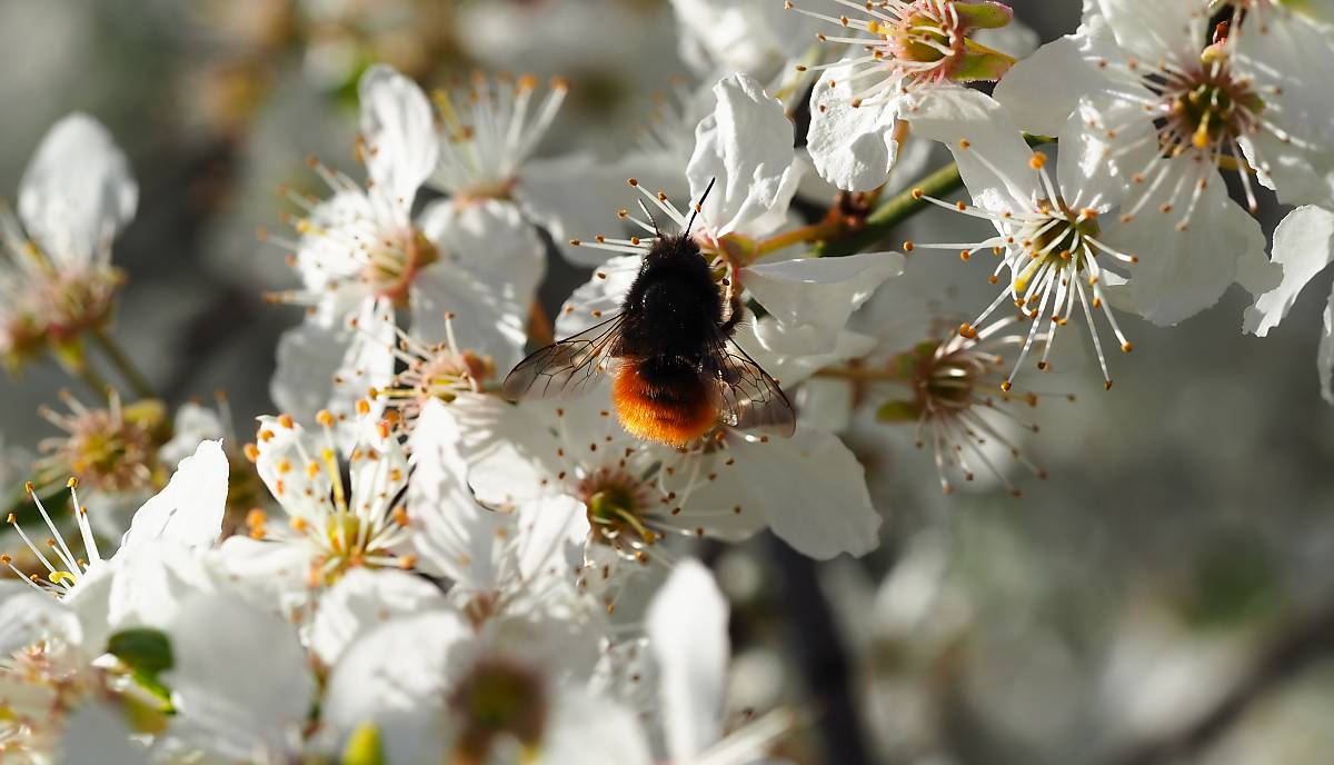 Gehörnte Mauerbiene (Osmia cornuta)