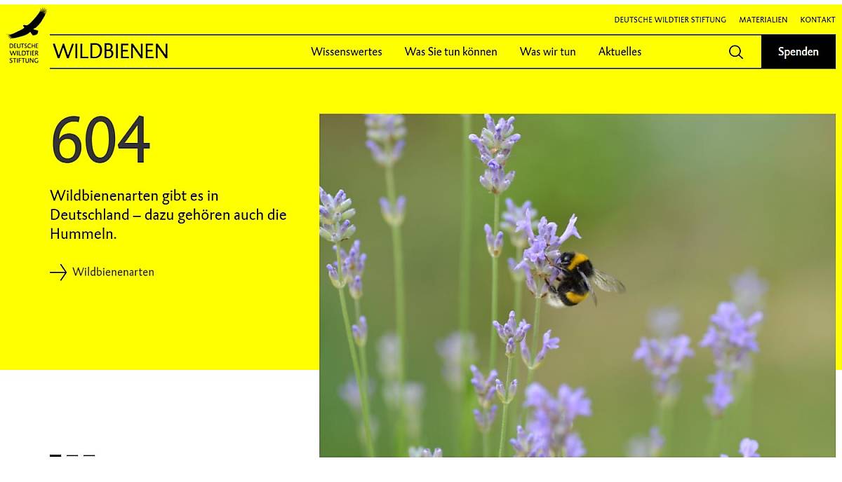 teaser_wildbienen-website