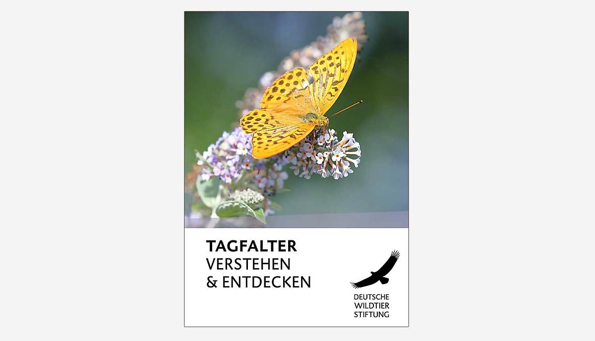 cover_tagfalter-verstehen-und-entdecken_a6_schmetterlinge_2024