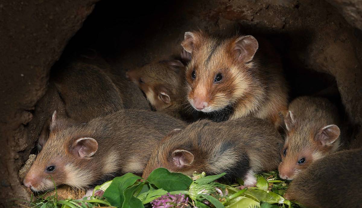 Feldhamster im Bau mit Nachwuchs