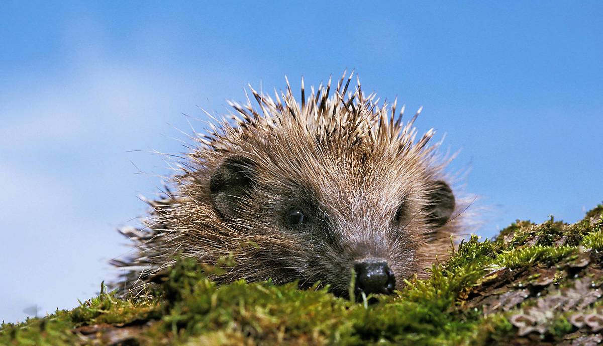 Igel