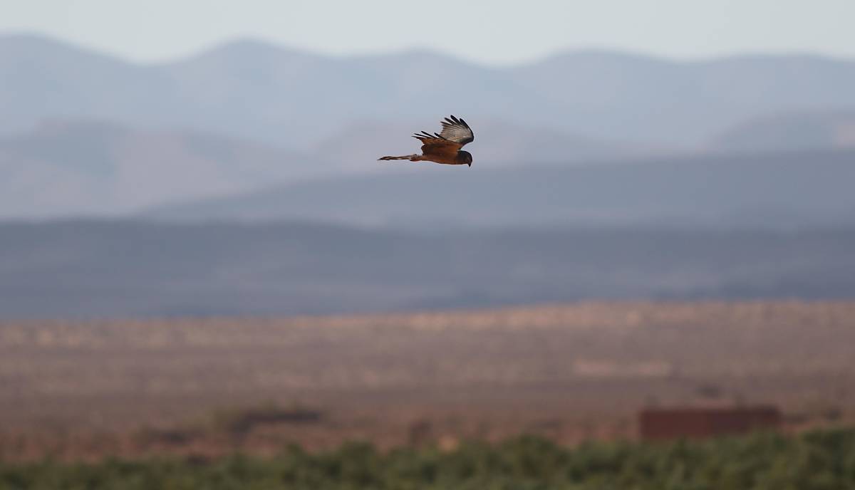 Wiesenweihe im Flug