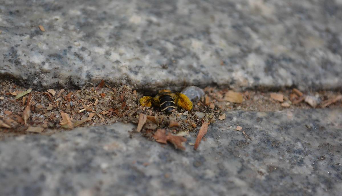 Eine Hosenbiene (Dasypoda hirtipes) gräbt in einer Pflasterritze ihr Nest.
