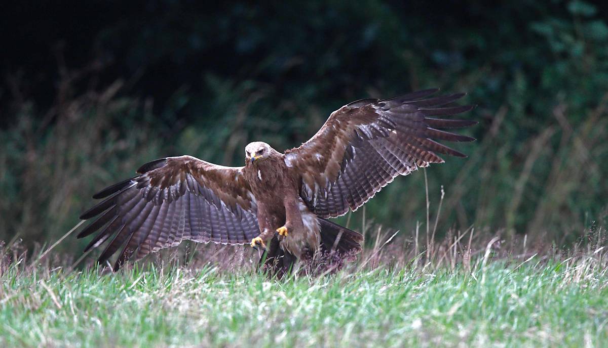 Schreiadler jagen auch häufig am Boden