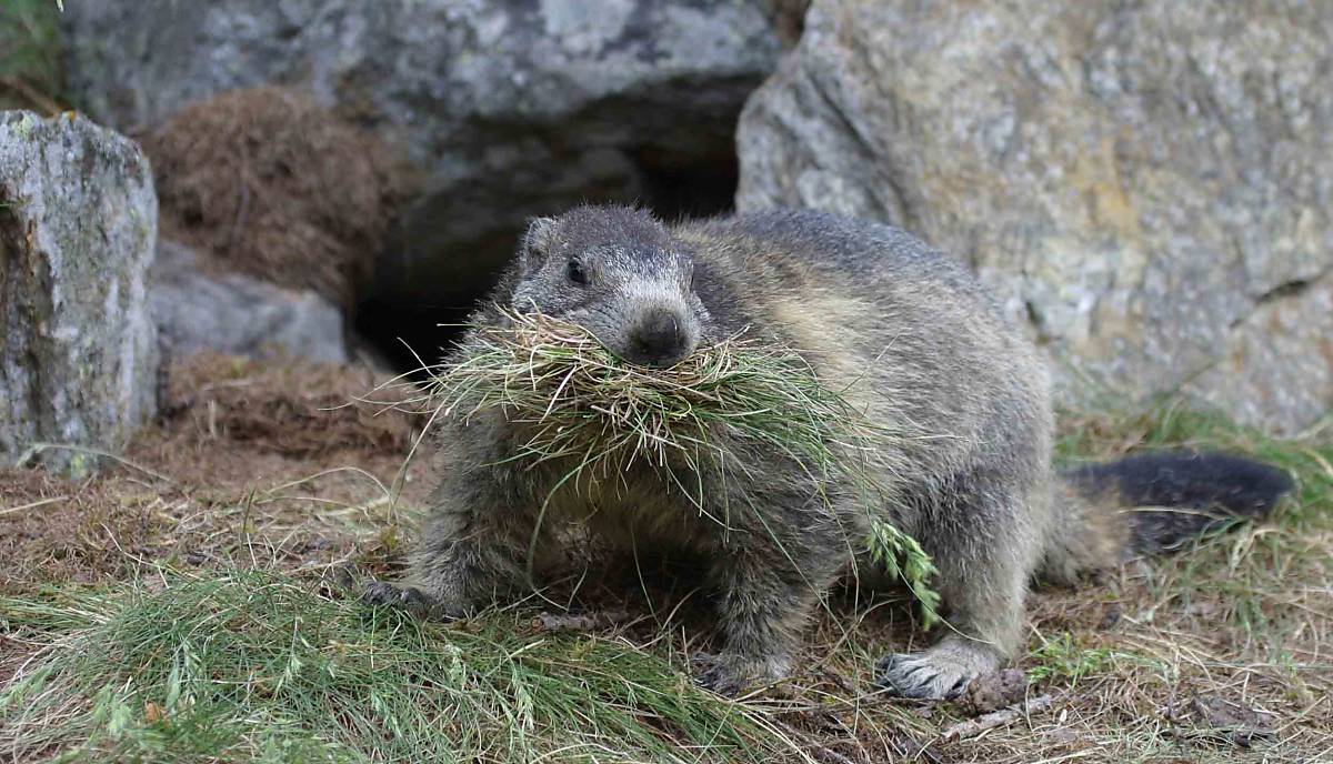 Murmeltier (Marmota marmota), mit Gras im Maul, beim Sammeln von Gras als Nistmaterial