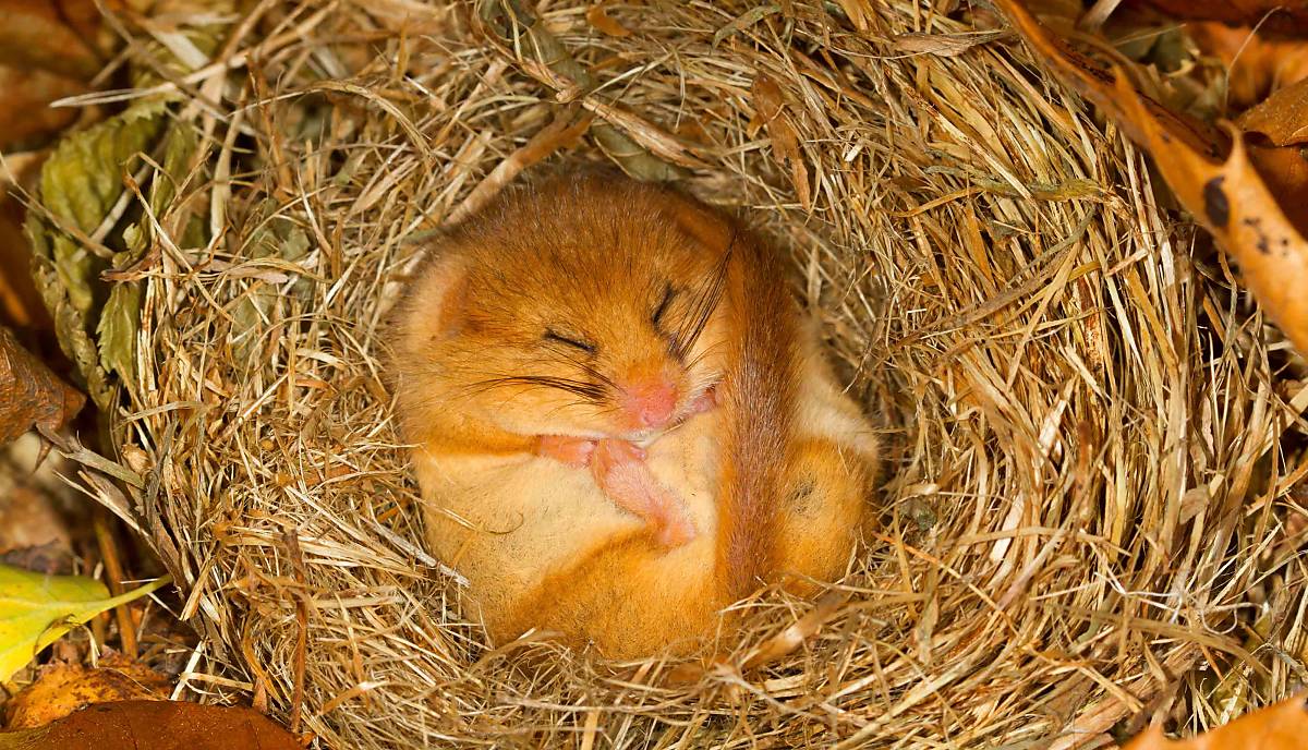 Haselmaus im Winterschlaf (Muscardinus avellanarius)