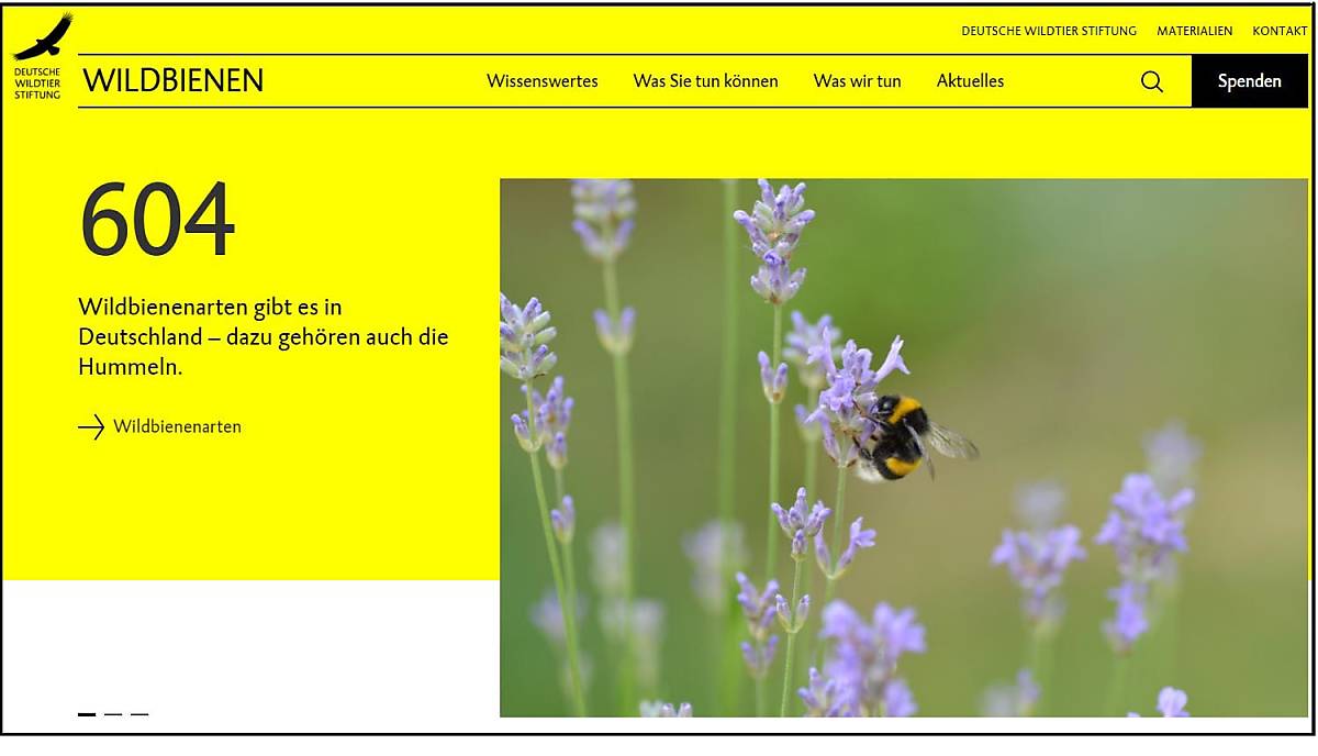 teaser-mit-rahmen_wildbienen-website