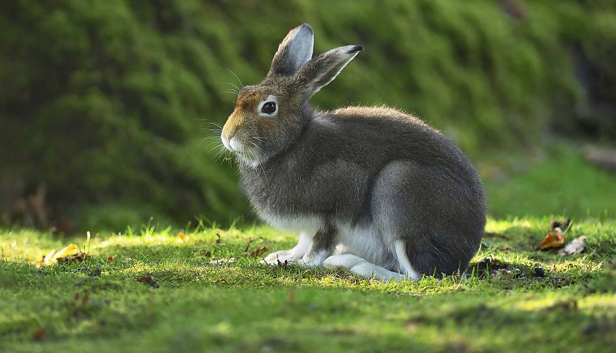 alpenschneehase_test_ibxshu04608308__imagebroker.com_stefan-huwiler