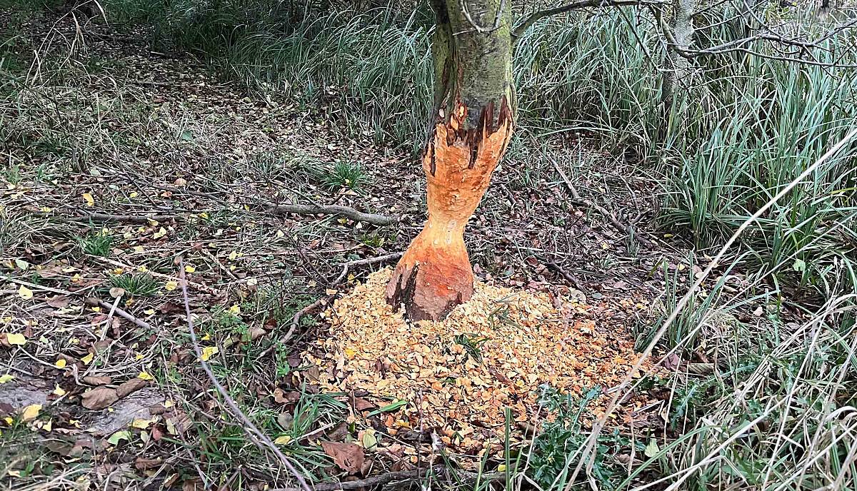 Fraßspuren von Bibern