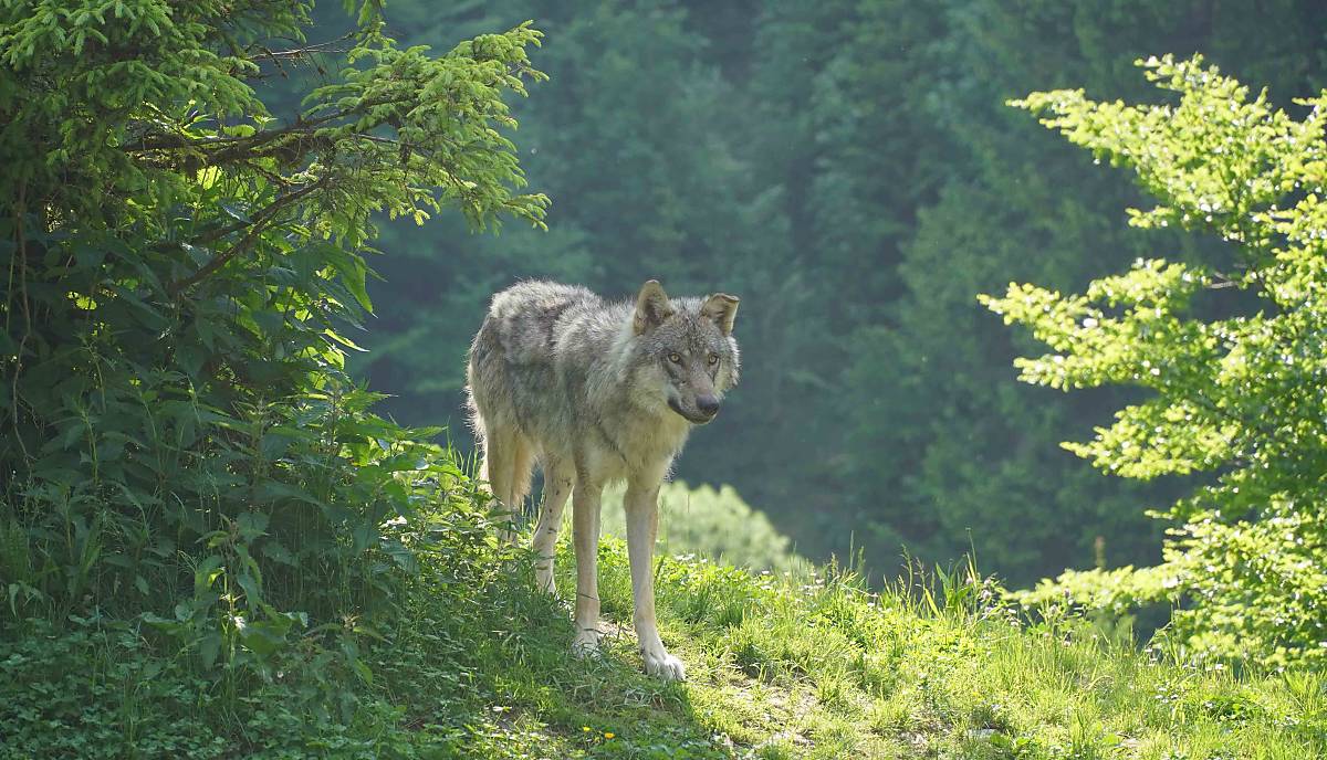 wolf_boku