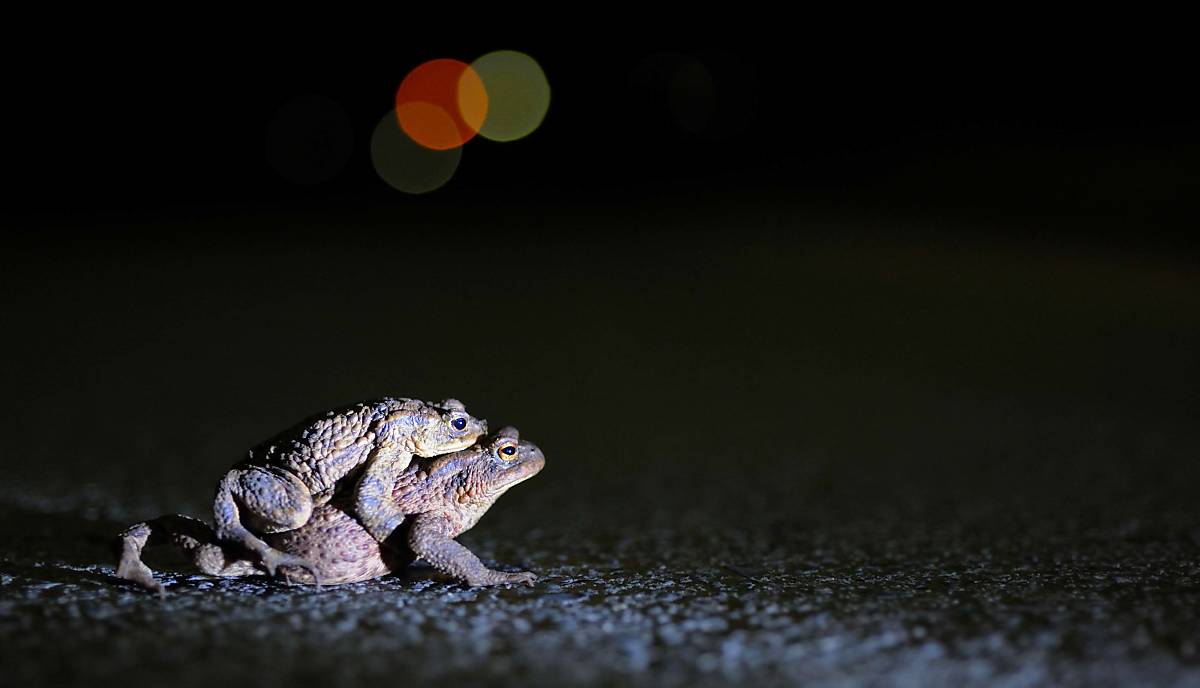 Erdkrötenpaar (Bufo bufo)